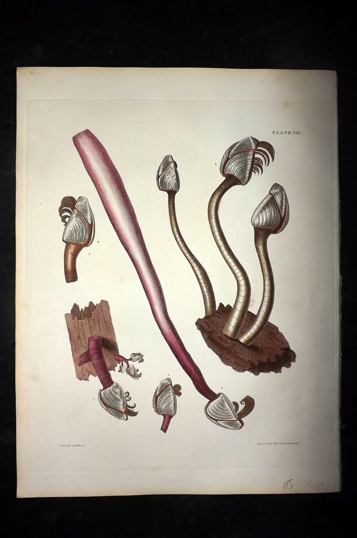 Brown, Captain 1827 Folio Hand Col Shell Print 08 (1 of 2)