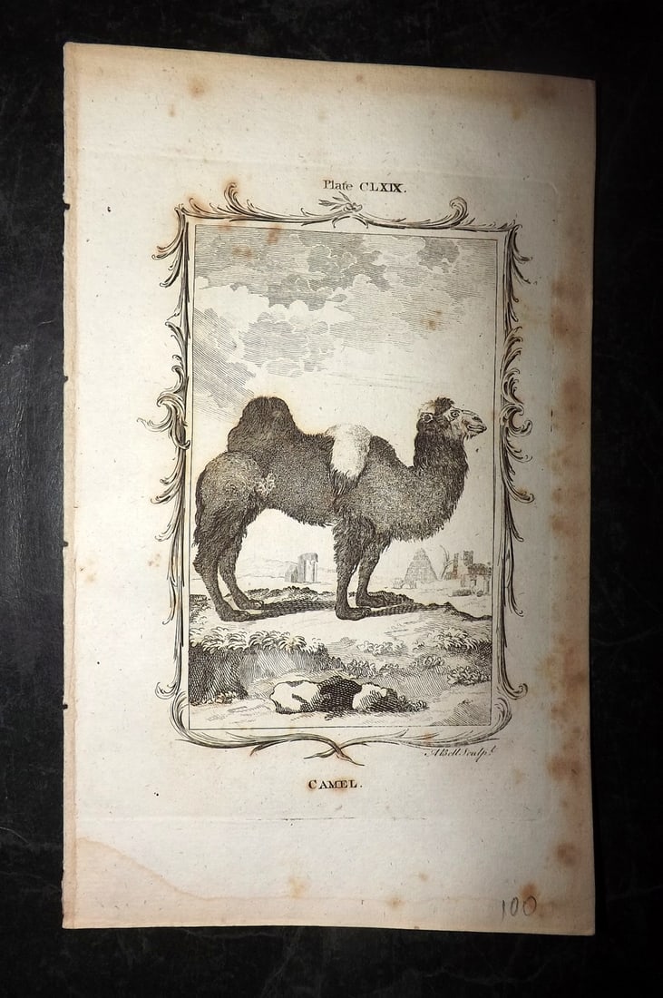 Buffon, Comte de 1791 Antique Print. Camel (1 of 1)