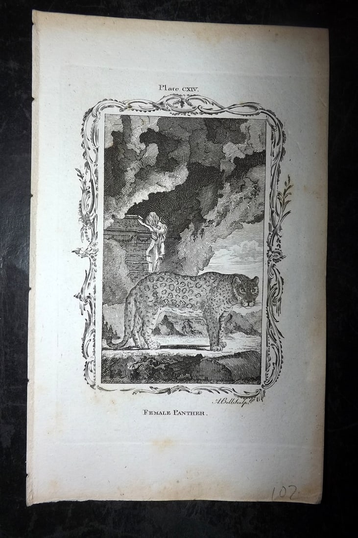 Buffon, Comte de 1791 Antique Print. Female Panther (1 of 1)