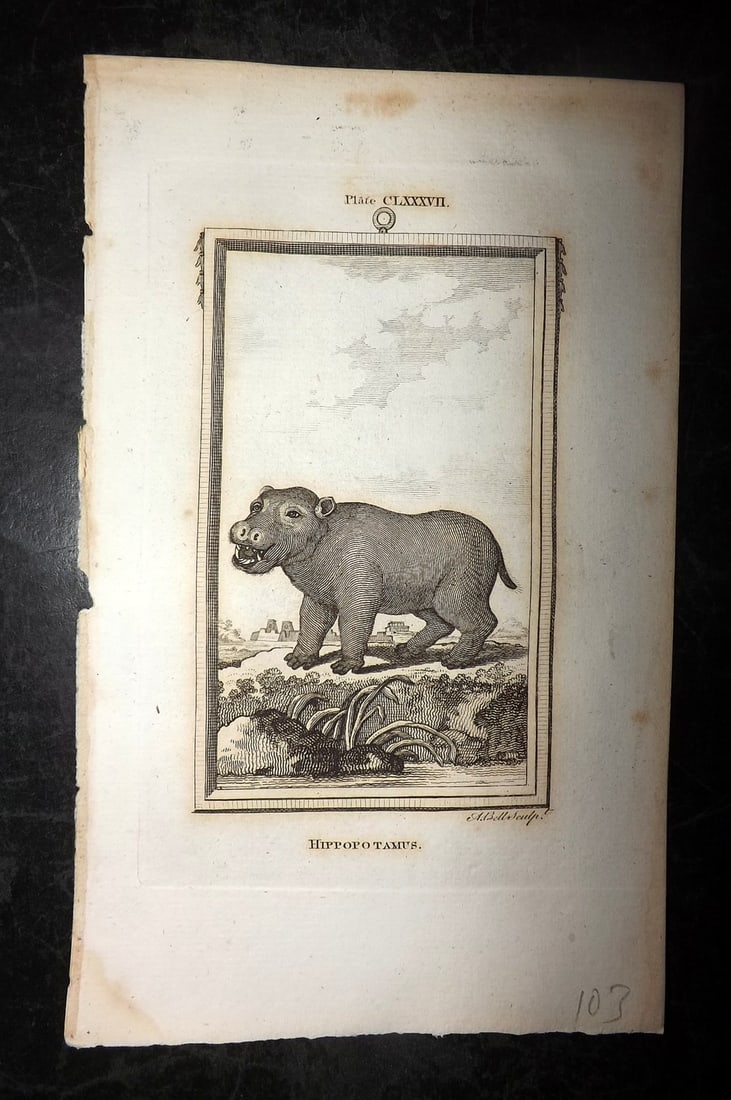 Buffon, Comte de 1791 Antique Print. Hippo (1 of 1)