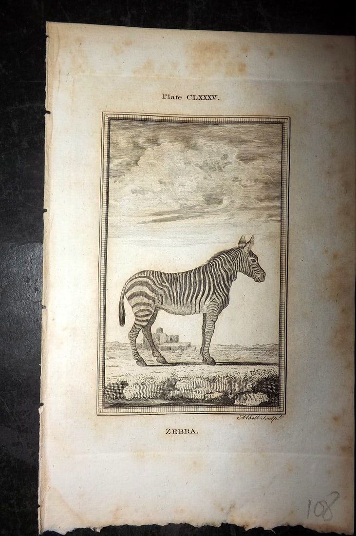 Buffon, Comte de 1791 Antique Print. Zebra (1 of 1)