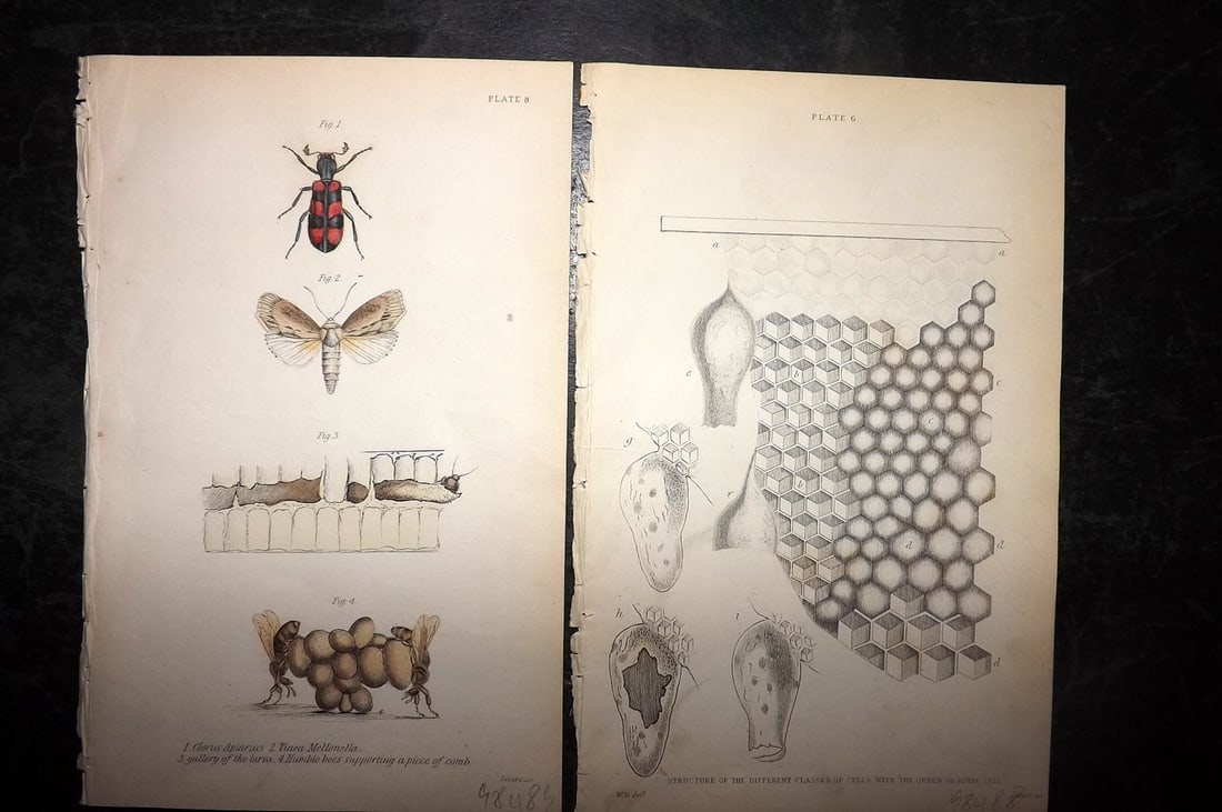 Jardine, William C1840 Pair of Prints. Bees & Cells of Queen (1 of 1)