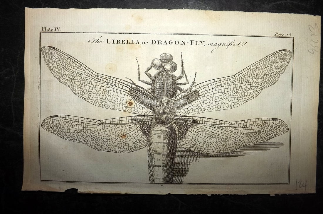 Martin, Benjamin 1772 Print. Libella or Dragon Fly (1 of 1)