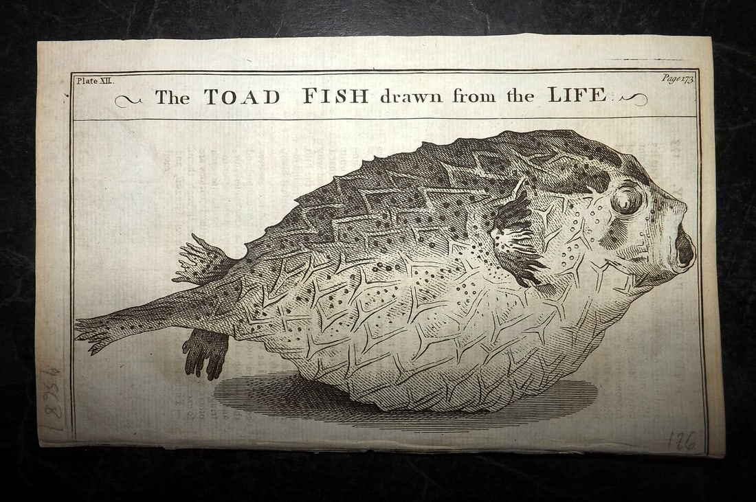 Martin, Benjamin 1772 Print. The Toad Fish (1 of 1)