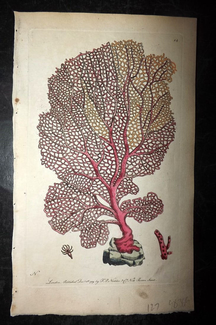 Shaw & Nodder 1790 Hand Col Print. Fan Gorgonia or Venus's Fan 14 Coral (1 of 1)