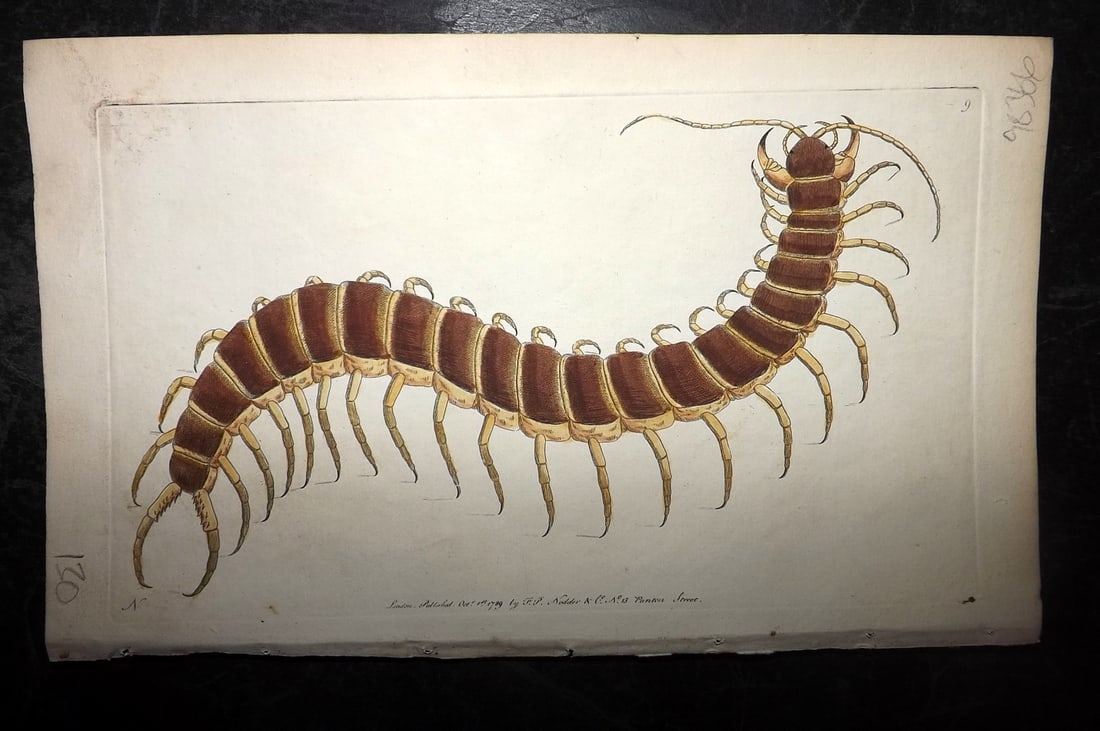 Shaw & Nodder 1790 Hand Col Print. Great Scolopendra or Centipede 09: Hand Colored Copper Plate Published 1789-1813, London for "The Naturalist's Miscellany: or Coloured Figures of Natural Objects" by George Shaw and Frederick Nodder. With accompanying descriptive text.