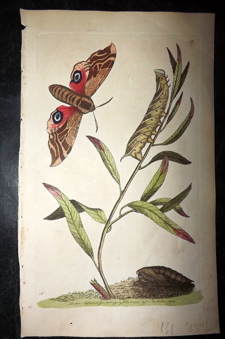 Shaw & Nodder 1790 Hand Col Print. Ocellated Sphinx or Eyed Hawk Moth 18: Hand Colored Copper Plate Published 1789-1813, London for "The Naturalist's Miscellany: or Coloured Figures of Natural Objects" by George Shaw and Frederick Nodder. With accompanying descriptive text.