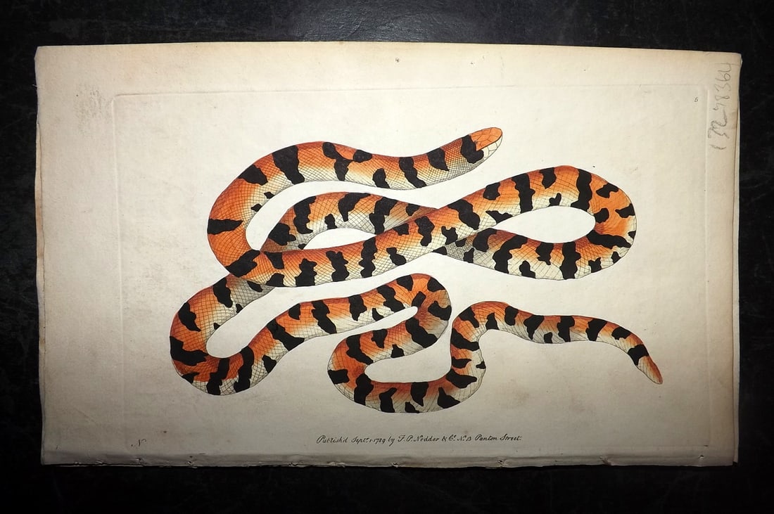 Shaw & Nodder 1790 Hand Col Print. Painted Snake 05: Hand Colored Copper Plate Published 1789-1813, London for "The Naturalist's Miscellany: or Coloured Figures of Natural Objects" by George Shaw and Frederick Nodder. With accompanying descriptive text.