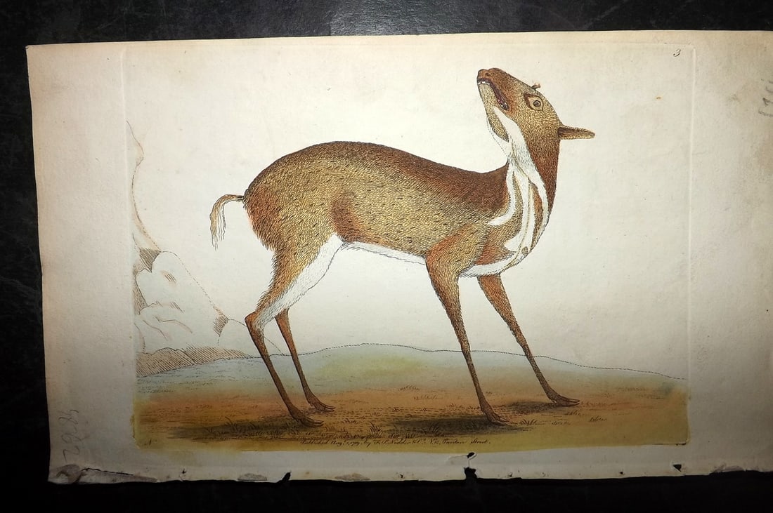 Shaw & Nodder 1790 Hand Col Print. Pygmy Musk 03: Hand Colored Copper Plate Published 1789-1813, London for "The Naturalist's Miscellany: or Coloured Figures of Natural Objects" by George Shaw and Frederick Nodder. With accompanying descriptive text.