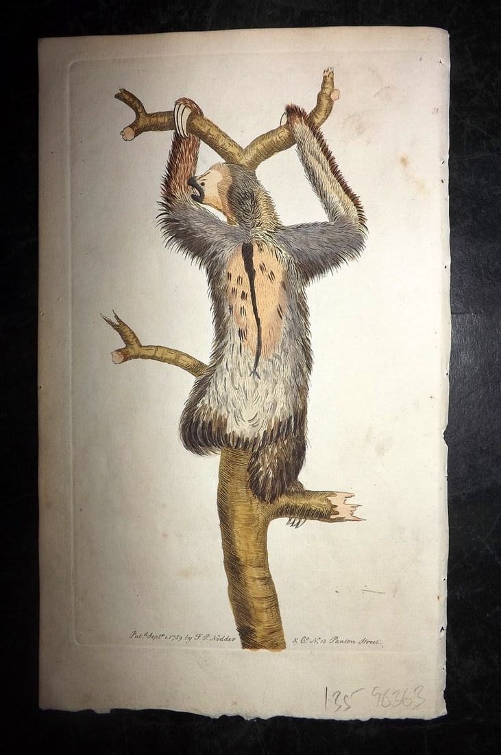 Shaw & Nodder 1790 Hand Col Print. Three Toed Sloth 06: Hand Colored Copper Plate Published 1789-1813, London for "The Naturalist's Miscellany: or Coloured Figures of Natural Objects" by George Shaw and Frederick Nodder. With accompanying descriptive text.