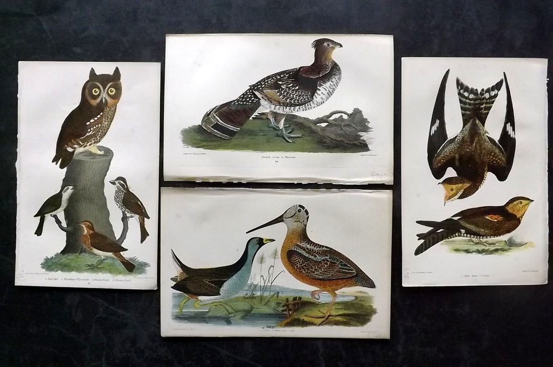 Wilson, Alexander 1877 Lot of 4 American Bird Prints incl Owl (1 of 2)