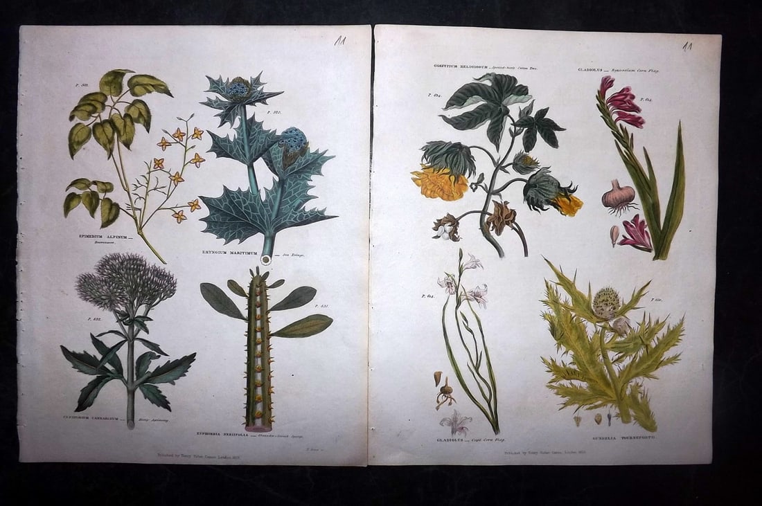 Green, Thomas 1824 Pair of Hand Col Botanical Prints (1 of 2)
