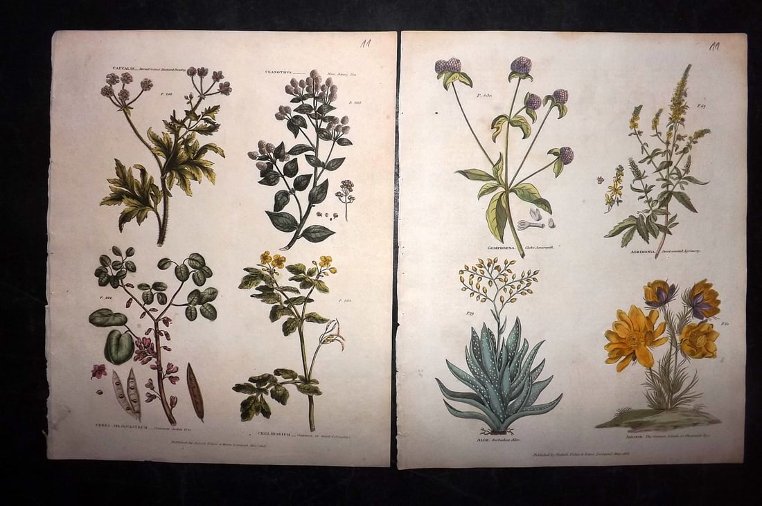 Green, Thomas 1824 Pair of Hand Col Botanical Prints (1 of 2)