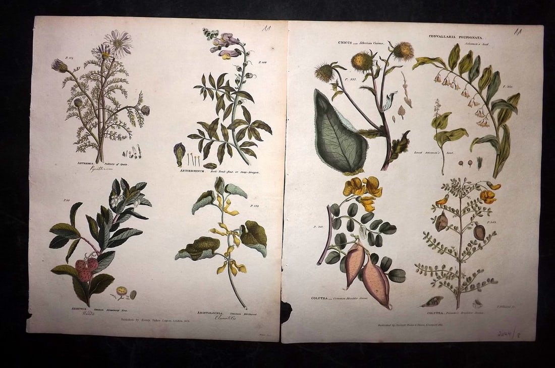 Green, Thomas 1824 Pair of Hand Col Botanical Prints (1 of 2)