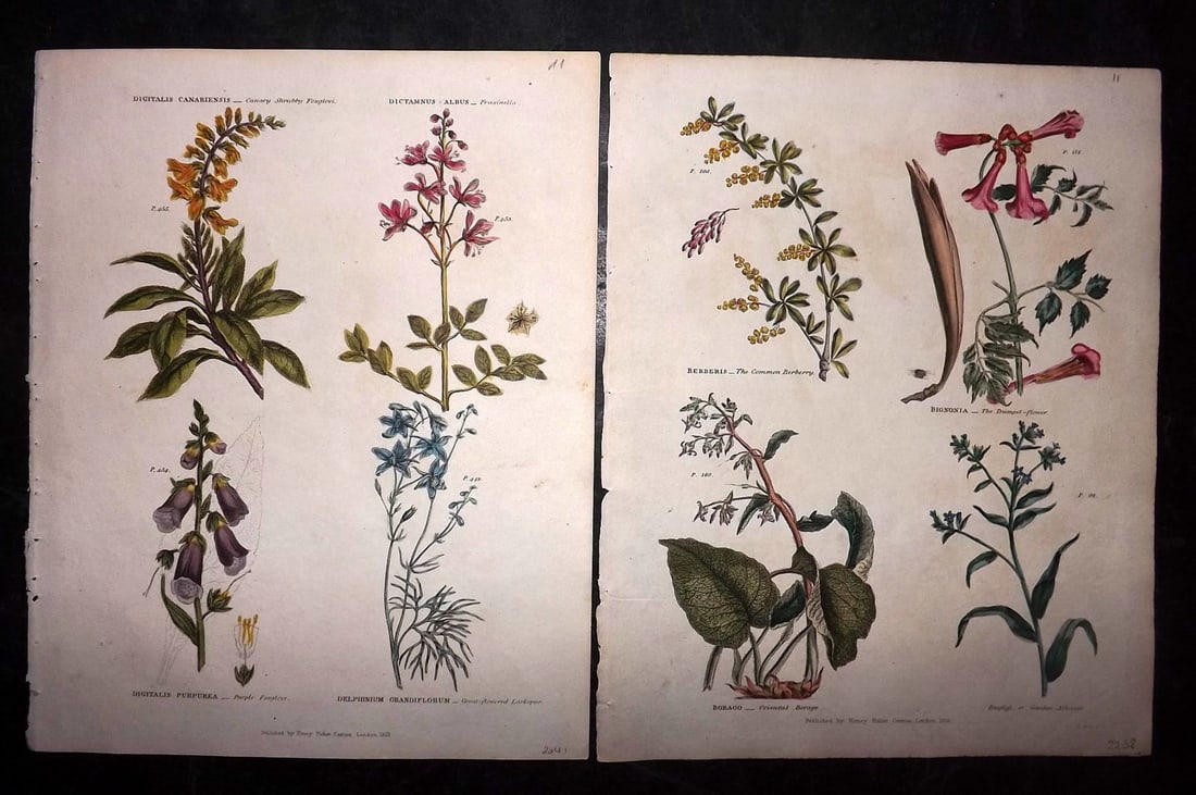 Green, Thomas 1824 Pair of Hand Col Botanical Prints (1 of 2)