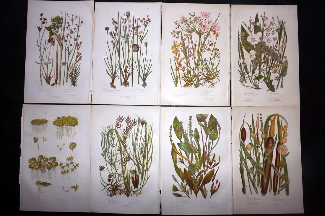 Pratt, Anne 1889 Lot of 8 Antique Botanical Prints: Chromolithographs Published 1889, London for "The Flowering Plants and Ferns of Great Britain" by Anne Pratt. Paper Size: 9.5 x 6 inch (24 x 16cm) Good Condition