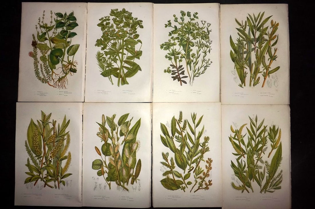 Pratt, Anne 1889 Lot of 8 Antique Botanical Prints: Chromolithographs Published 1889, London for "The Flowering Plants and Ferns of Great Britain" by Anne Pratt. Paper Size: 9.5 x 6 inch (24 x 16cm) Good Condition