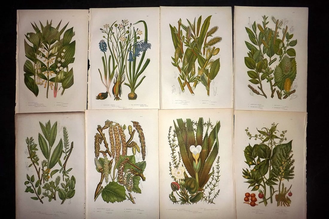 Pratt, Anne 1889 Lot of 8 Antique Botanical Prints: Chromolithographs Published 1889, London for "The Flowering Plants and Ferns of Great Britain" by Anne Pratt. Paper Size: 9.5 x 6 inch (24 x 16cm) Good Condition