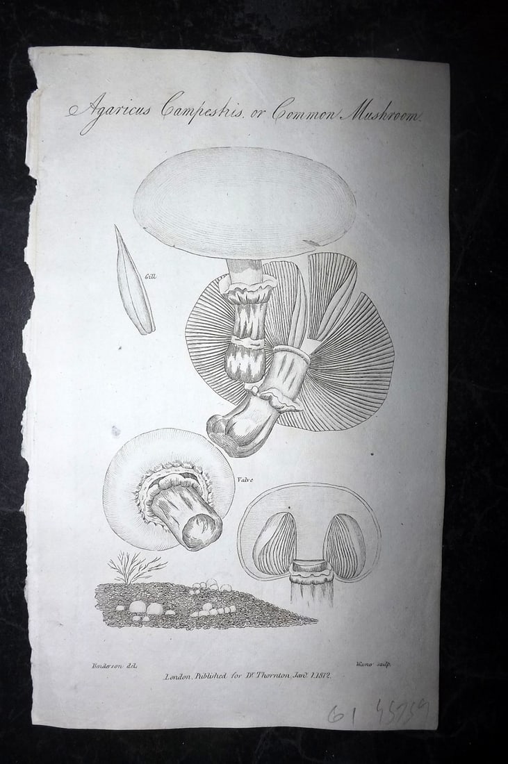 Thornton, Robert 1812 Antique Botanical Print. Common Mushroom (1 of 1)