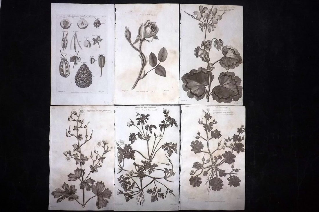 Thornton, Robert 1812 Lot of 6 Botanical Prints (1 of 2)
