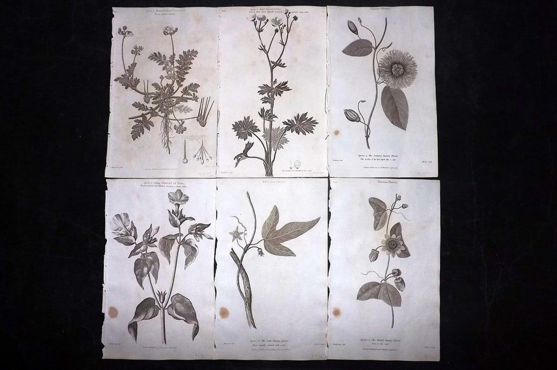Thornton, Robert 1812 Lot of 6 Botanical Prints: Copper Plates Published 1812, London for "Elements of Botany" by Dr. Robert John Thonton. Paper Size: 9.5. x 6 inch (24 x 15cm) Occasional tone spots, otherwise Good Condition