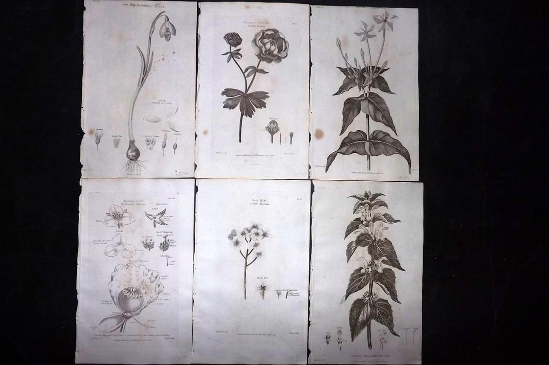 Thornton, Robert 1812 Lot of 6 Botanical Prints: Copper Plates Published 1812, London for "Elements of Botany" by Dr. Robert John Thonton. Paper Size: 9.5. x 6 inch (24 x 15cm) Occasional tone spots, otherwise Good Condition