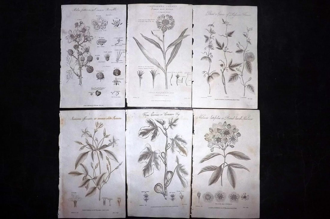 Thornton, Robert 1812 Lot of 6 Botanical Prints: Copper Plates Published 1812, London for "Elements of Botany" by Dr. Robert John Thonton. Paper Size: 9.5. x 6 inch (24 x 15cm) Occasional tone spots, otherwise Good Condition