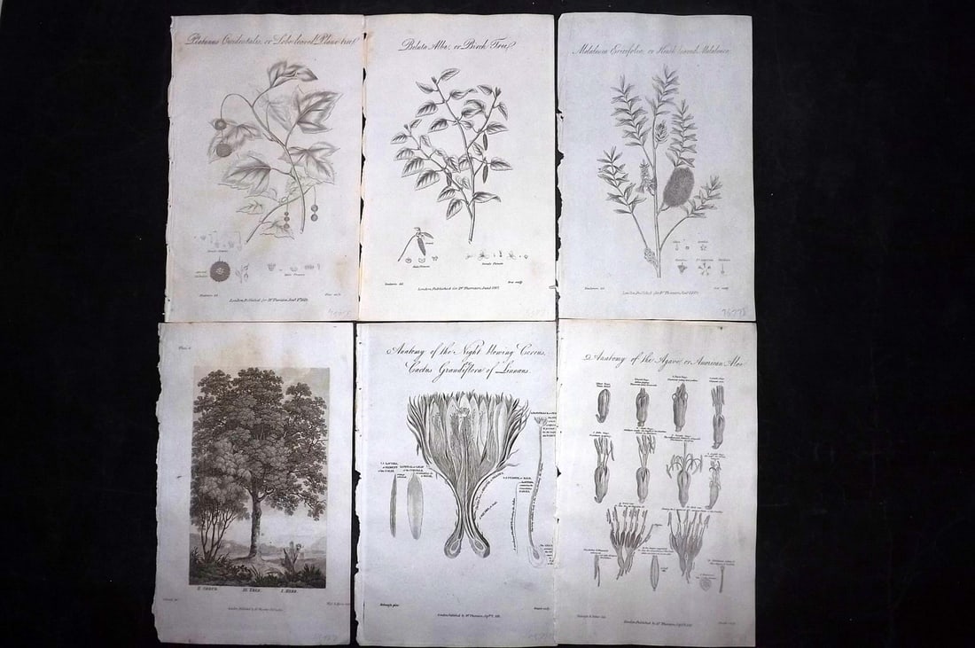 Thornton, Robert 1812 Lot of 6 Botanical Prints: Copper Plates Published 1812, London for "Elements of Botany" by Dr. Robert John Thonton. Paper Size: 9.5. x 6 inch (24 x 15cm) Occasional tone spots, otherwise Good Condition