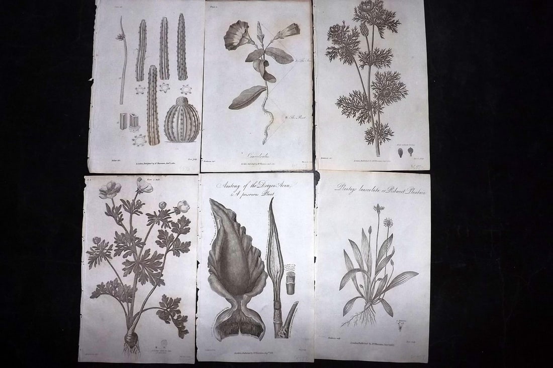Thornton, Robert 1812 Lot of 6 Botanical Prints: Copper Plates Published 1812, London for "Elements of Botany" by Dr. Robert John Thonton. Paper Size: 9.5. x 6 inch (24 x 15cm) Occasional tone spots, otherwise Good Condition