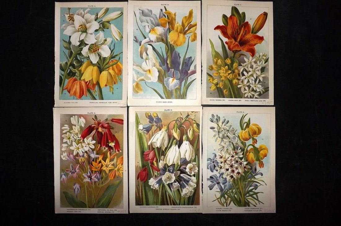 Weathers, John 1905 Lot of 6 Botanical Prints. Bulbous Plants (1 of 2)