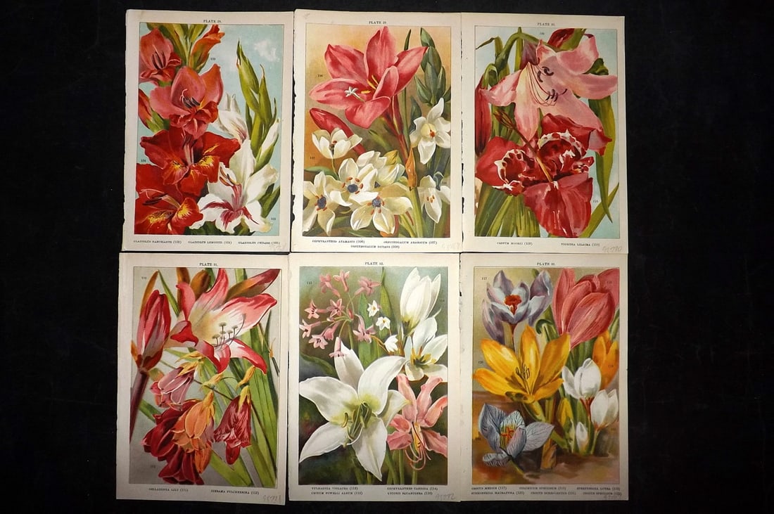 Weathers, John 1905 Lot of 6 Botanical Prints. Bulbous Plants (1 of 2)
