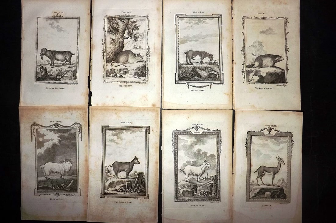 Buffon, Comte de 1791 Lot of 8 Animal Prints: Copper Plate Published 1791, London for "Natural History, General and Particular" by the Count de Buffon. Translated by William Smellie. Paper Size: 8.5 x 5 inch (22 x 13cm) Some toning present