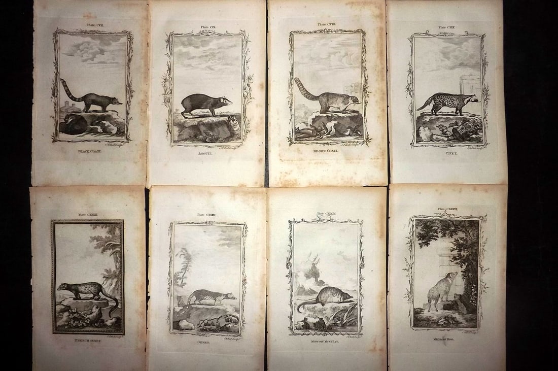 Buffon, Comte de 1791 Lot of 8 Animal Prints: Copper Plate Published 1791, London for "Natural History, General and Particular" by the Count de Buffon. Translated by William Smellie. Paper Size: 8.5 x 5 inch (22 x 13cm) Some toning present