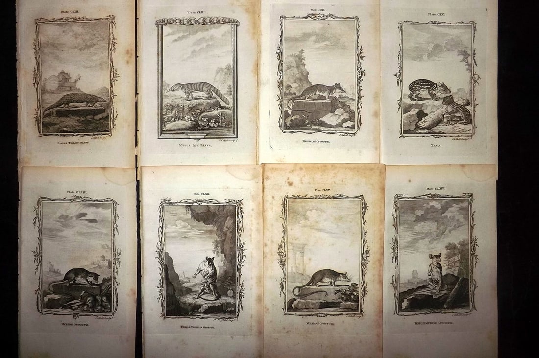 Buffon, Comte de 1791 Lot of 8 Animal Prints: Copper Plate Published 1791, London for "Natural History, General and Particular" by the Count de Buffon. Translated by William Smellie. Paper Size: 8.5 x 5 inch (22 x 13cm) Some toning present