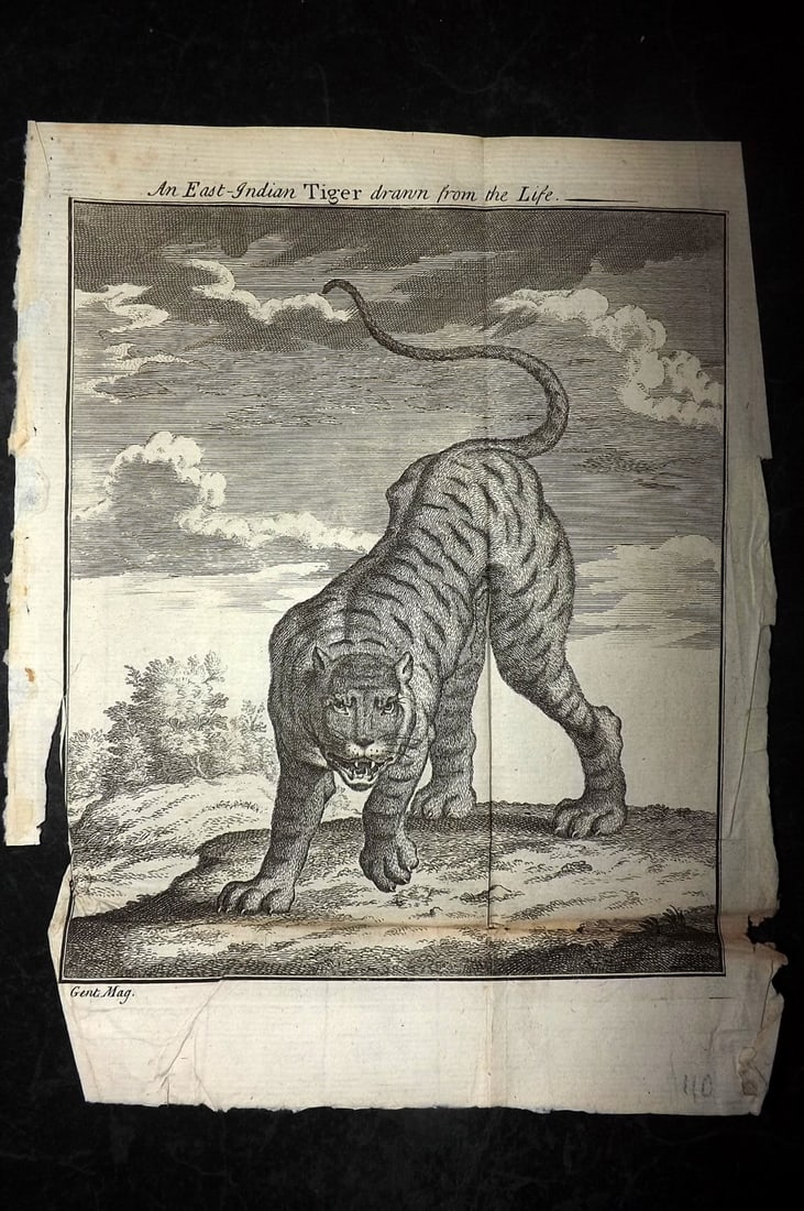 Gentleman's Magazine 1750 Print. East Indian Tiger (1 of 1)