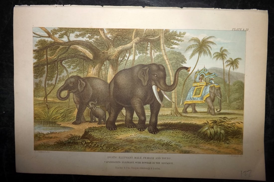 Goldsmith, Oliver 1876 Antique Print. Asiatic Elephants (1 of 1)