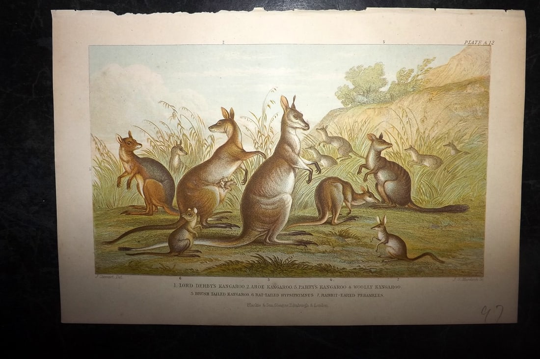 Goldsmith, Oliver 1876 Antique Print. Kangaroos Australia: Colour Printed Woodblocks Published C1860 by Blackie & Son, London for "A History of the Earth and Animated Nature" by Oliver Goldsmith. Paper Size: 9.5 x 6 inch (24 x 16cm) Good Condition