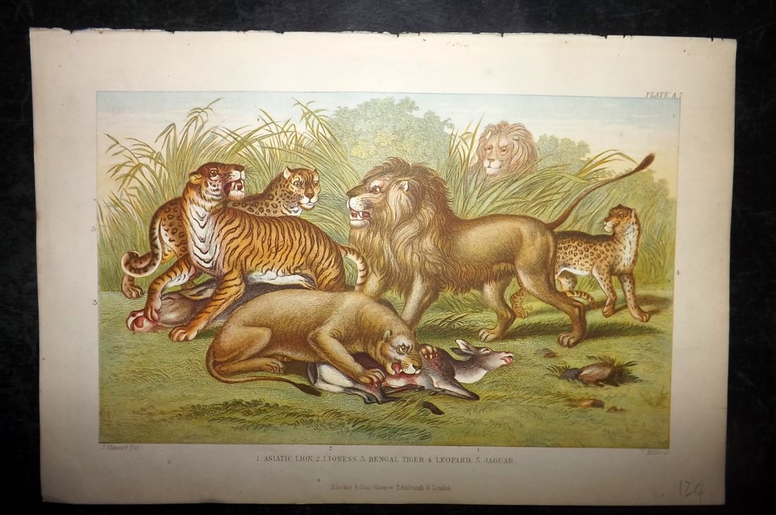 Goldsmith, Oliver 1876 Antique Print. Lion, Tiger, Leopard, Jaguar (1 of 1)