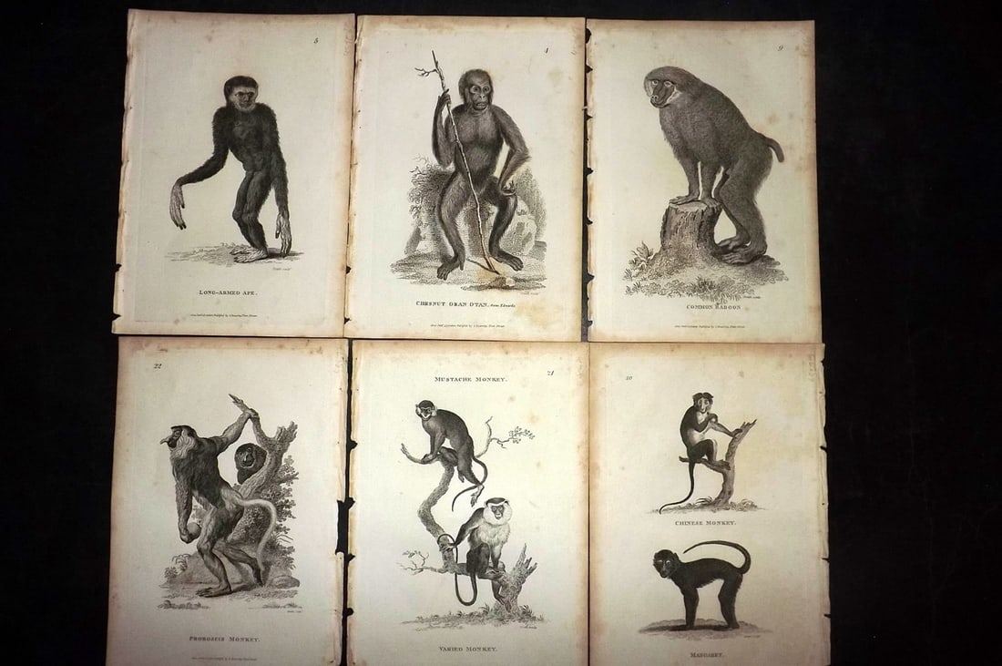 Shaw, George 1800 Lot of 6 Antique Prints. Monkeys: Copper Plate Published 1800-26 by G.Kearsley, London for "General Zoology or Systematic Natural History" George Shaw. Paper Size: 9 x 6 inch (23 x 15cm) Minor margin toning, otherwise Good Condition
