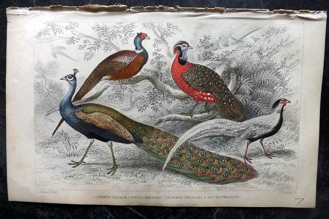Goldsmith, Oliver 1864 Hand Col Bird Print. Peacock & Pheasants (1 of 1)