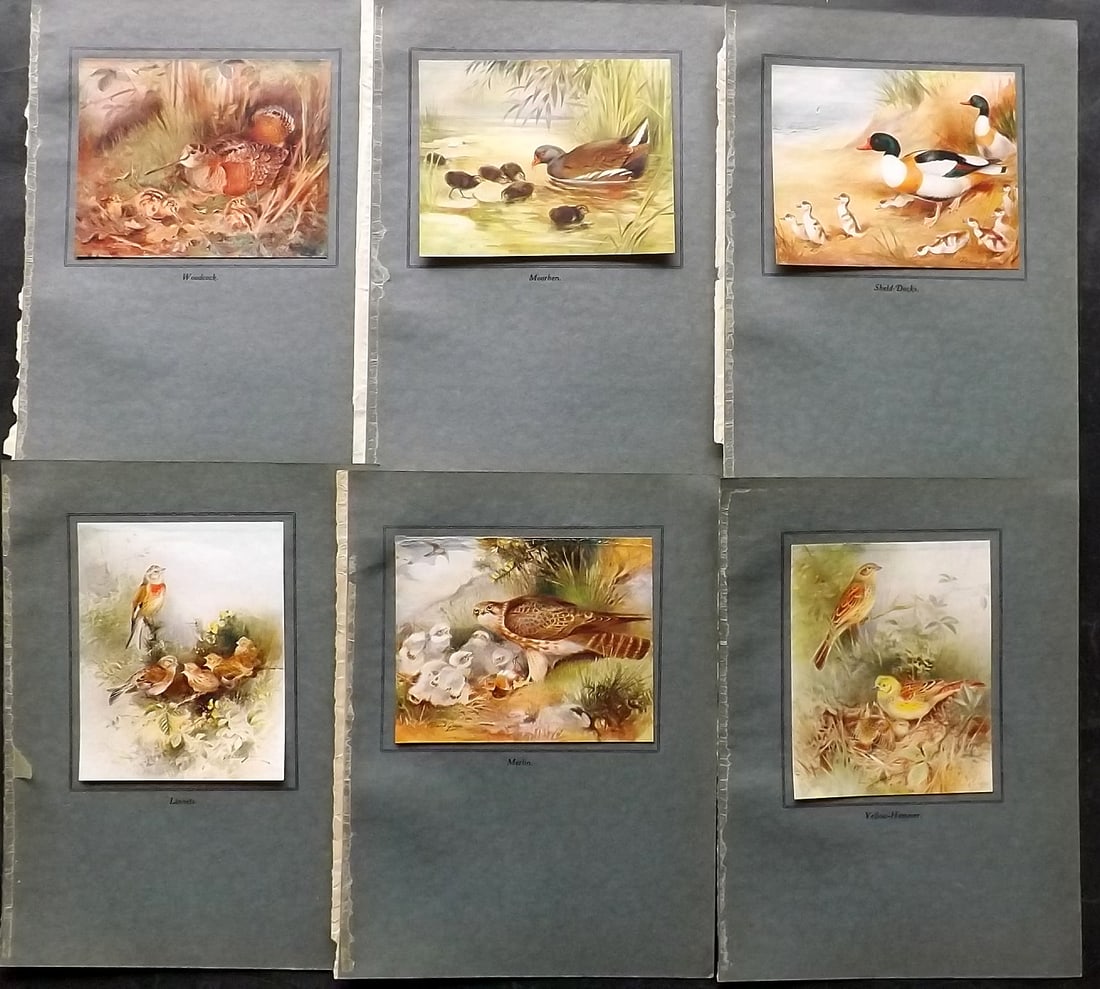 Green, Roland 1923 Lot of 6 Vintage Bird Prints (1 of 2)
