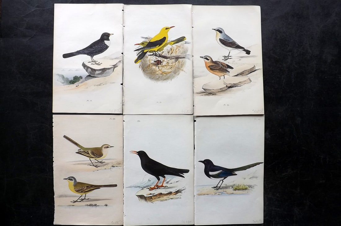 Meyer, Henry 1844 Lot of 6 Hand Col Bird Prints (1 of 2)