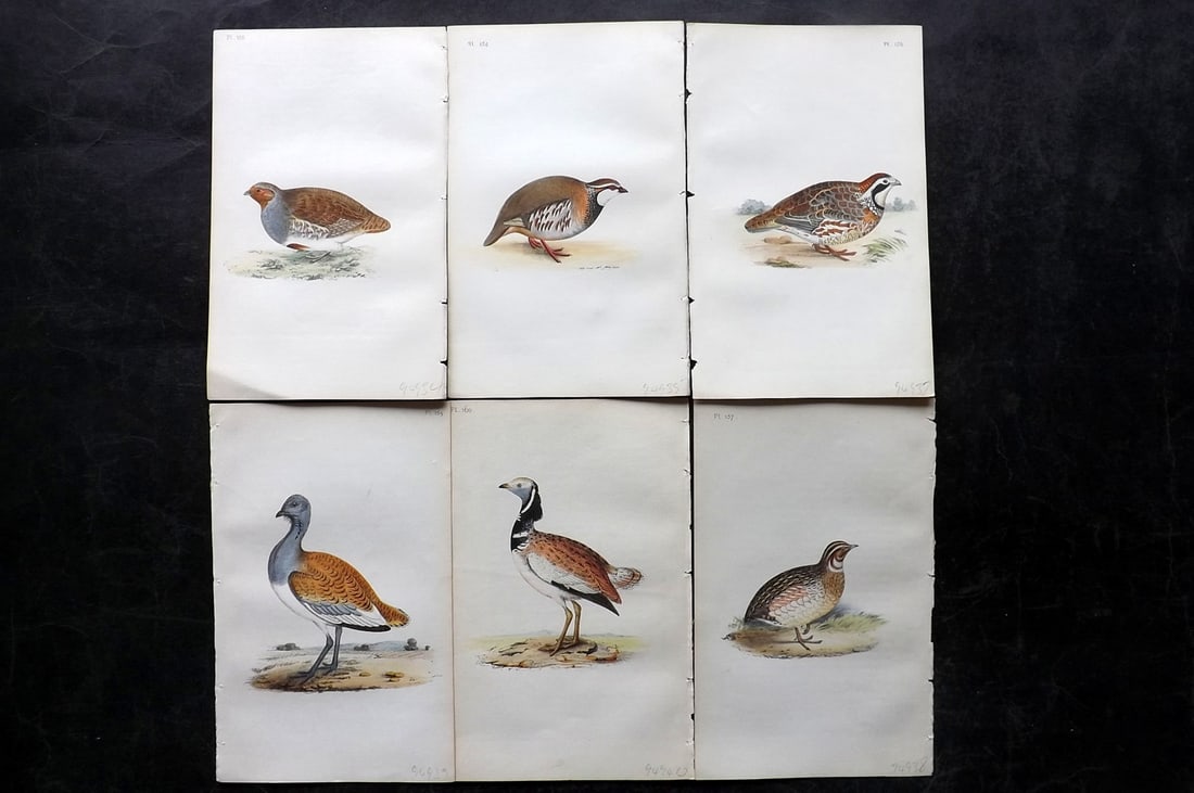 Meyer, Henry 1844 Lot of 6 Hand Col Bird Prints (1 of 2)