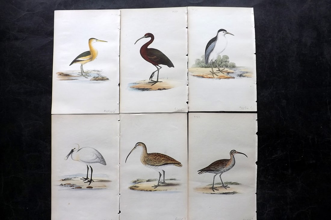 Meyer, Henry 1844 Lot of 6 Hand Col Bird Prints (1 of 2)