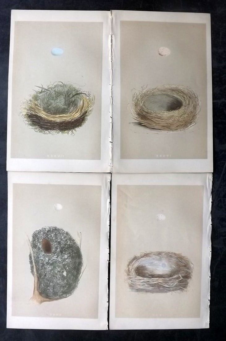 Morris, Francis 1853 Lot of 4 Antique Bird Nest Prints: Woodblocks Published 1853, London for "A Natural History of the Nests and Eggs of British Birds" By the Rev. Francis Orpen Morris, printed Benjamin Fawcett. Paper Size: 9.5 x 6 inch (24 x 15cm) Good C