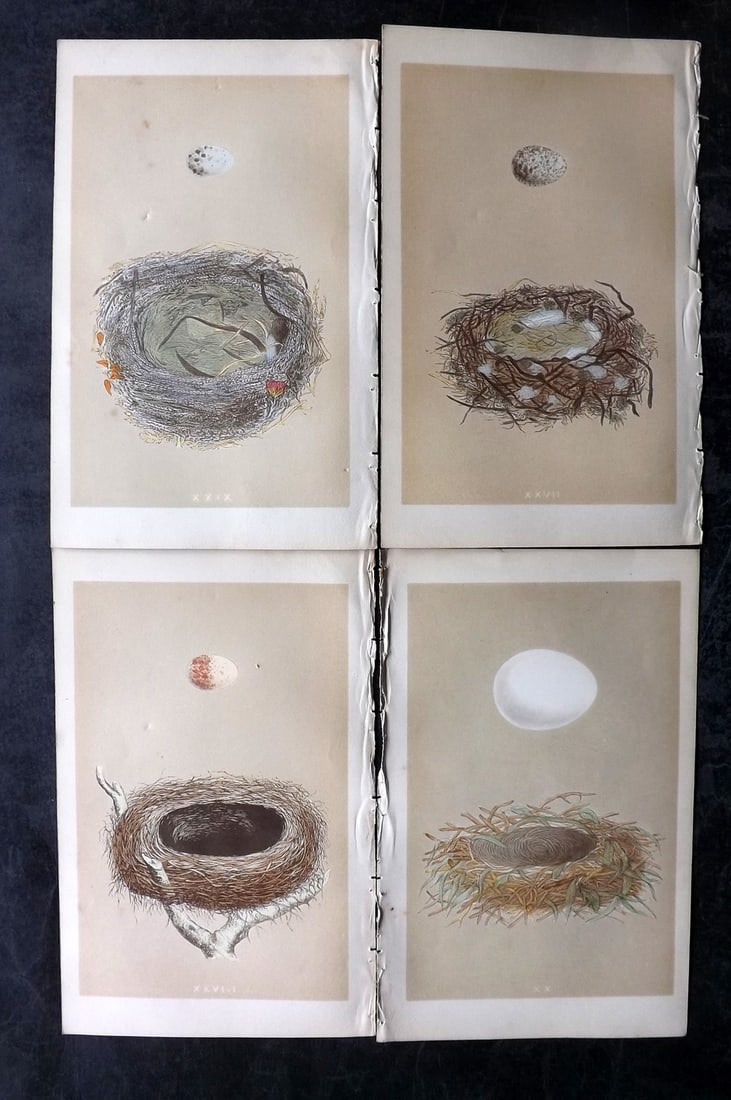 Morris, Francis 1853 Lot of 4 Antique Bird Nest Prints: Woodblocks Published 1853, London for "A Natural History of the Nests and Eggs of British Birds" By the Rev. Francis Orpen Morris, printed Benjamin Fawcett. Paper Size: 9.5 x 6 inch (24 x 15cm) Good C