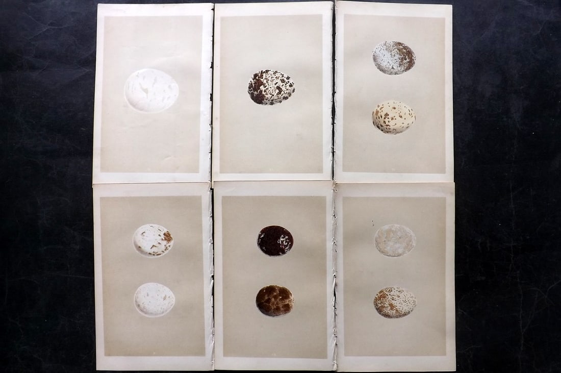 Morris, Francis 1853 Lot of 6 Antique Bird Egg Prints: Woodblocks Published 1853, London for "A Natural History of the Nests and Eggs of British Birds" By the Rev. Francis Orpen Morris, printed Benjamin Fawcett. Paper Size: 9.5 x 6 inch (24 x 15cm) Good C