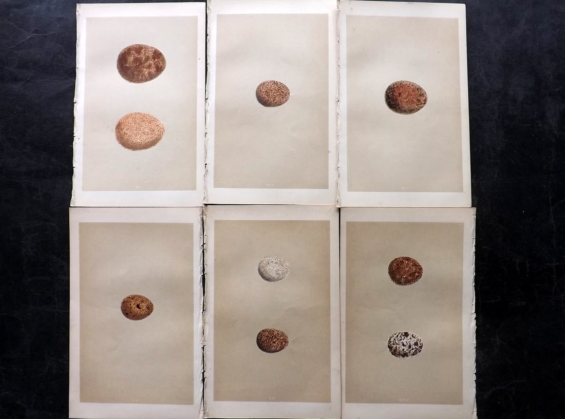 Morris, Francis 1853 Lot of 6 Antique Bird Egg Prints: Woodblocks Published 1853, London for "A Natural History of the Nests and Eggs of British Birds" By the Rev. Francis Orpen Morris, printed Benjamin Fawcett. Paper Size: 9.5 x 6 inch (24 x 15cm) Good C