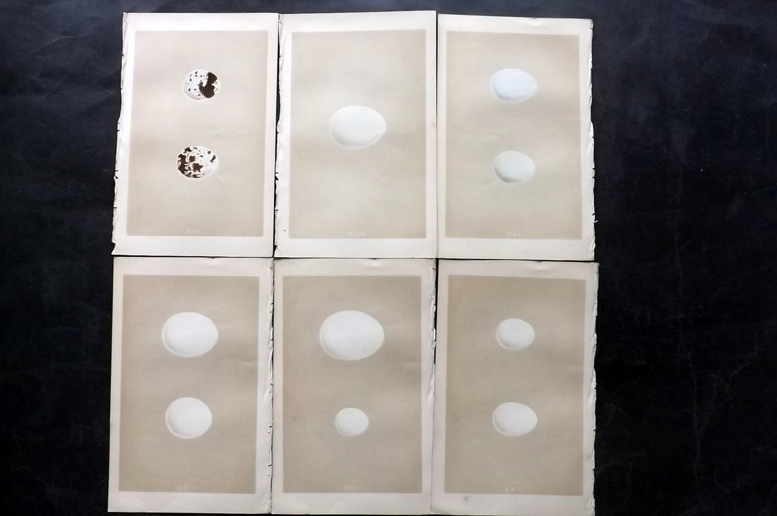 Morris, Francis 1853 Lot of 6 Antique Bird Egg Prints: Woodblocks Published 1853, London for "A Natural History of the Nests and Eggs of British Birds" By the Rev. Francis Orpen Morris, printed Benjamin Fawcett. Paper Size: 9.5 x 6 inch (24 x 15cm) Good C
