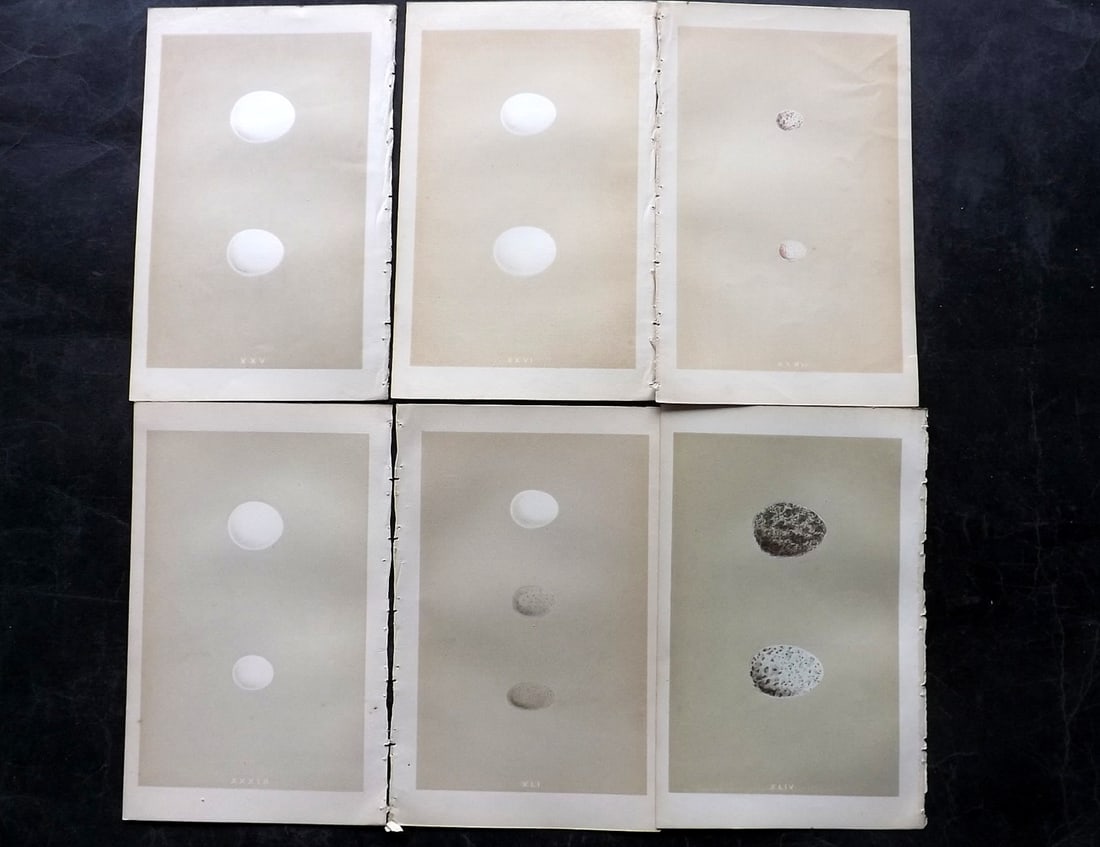 Morris, Francis 1853 Lot of 6 Antique Bird Egg Prints: Woodblocks Published 1853, London for "A Natural History of the Nests and Eggs of British Birds" By the Rev. Francis Orpen Morris, printed Benjamin Fawcett. Paper Size: 9.5 x 6 inch (24 x 15cm) Good C